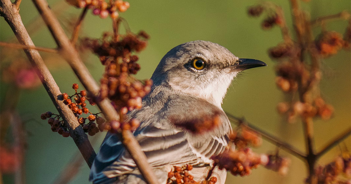 “Mockingbirds” by Alison Luterman | Rattle: Poetry